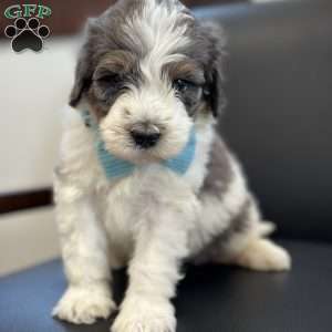 Piglet, Mini Bernedoodle Puppy